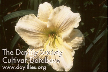 Daylily Agape Love